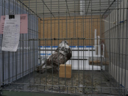 XIV Concurso Exposición de Palomas de Raza en Mula 2024